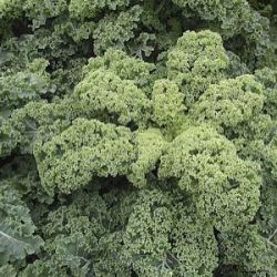 Brassica oleracea convar. acephala var. laciniata 'Westlandse Winter'