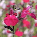 Salvia 'Cero Potosi'