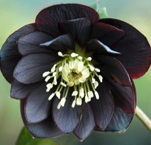 Helleborus orientalis dubbelbloemig, gevuld, zwart