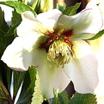 Helleborus orientalis Picotee Wit