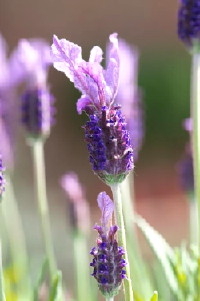 Lavandula stoechas of kuiflavendel hybride