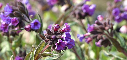 Pulmonaria 'Diana Claire' Paars-blauwe bloemen uit donkere knoppen en prachtig smal volledig zilver glanzend blad.