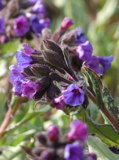 Pulmonaria 'Diana Claire' (longkruid)