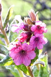 Pulmonaria 'Pink Haze' (longkruid)