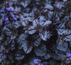 Ajuga 'Black Scallop' ®