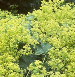 Alchemilla mollis
