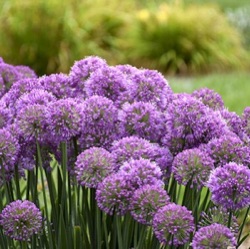 Allium 'Serendipity' ®