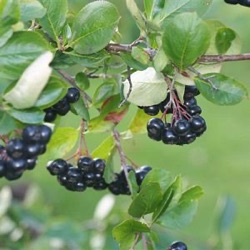 Aronia melanocarpa 'Hugin'