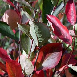 Aronia melanocarpa 'Nero'