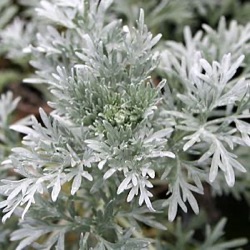 Artemisia absinthium 'Lambrook Mist' ('Lambrook Silver')