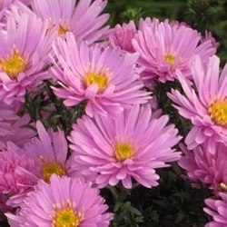 Aster dumosus 'Rosenwichtel'