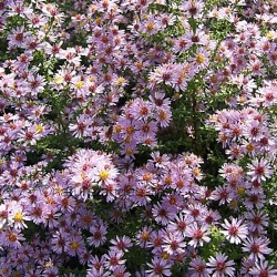 Aster ericoides 'Lovely'