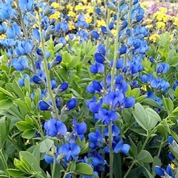 Baptisia australis 'Caspian Blue'