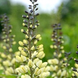 Baptisia 'Decadence Vanilla Cream' ®