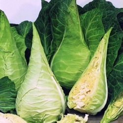 Brassica oleracea capitata var. alba 'Filderkraut'