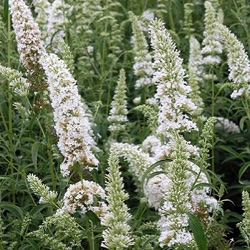 Buddleja davidii 'White Profusion'