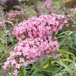 Buddleja 'Pink Cascade'