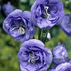 Campanula persicifolia 'La Belle' ®