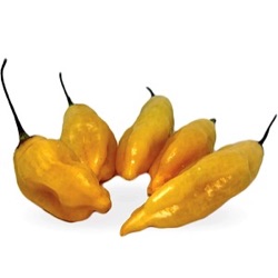 Capsicum baccatum 'Sugar Rush Peach'