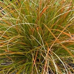 Carex testacea 'Prairie Fire'