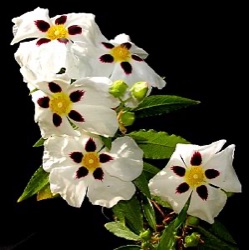 Cistus x aguilarii 'Maculatus'