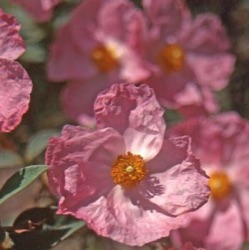 Cistus x argenteus 'Silver Pink' (nog groter)