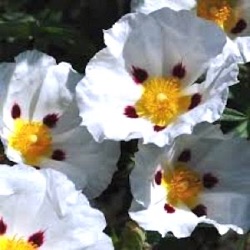 Cistus x dansereaui 'Jenkyn Place' (nog groter)