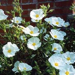 Cistus x ledon (nog groter)