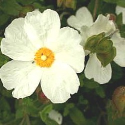 Cistus x obtusifolius (C. psilosepalus x C. salviifolius)