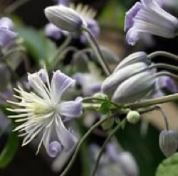 Clematis 'Mrs Robert Brydon'