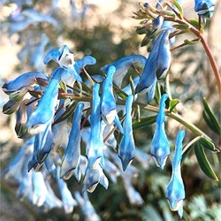 Corydalis 'Porcelain Blue'