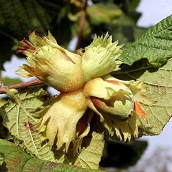 Corylus avellana 'Cosfort'