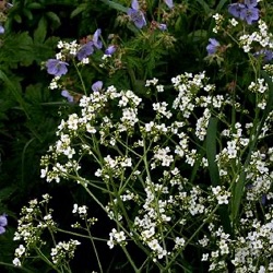 Crambe cordifolia