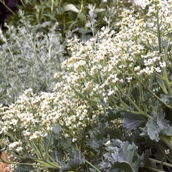 Crambe maritima