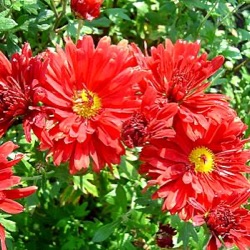 Dendranthema 'Duchess of Edinburgh'  (Chrysanthemum)