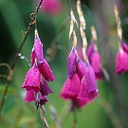 Dierama pulcherrimum