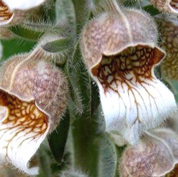 Digitalis lanata