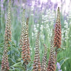 Digitalis parviflora