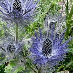 Eryngium alpinum 'Blue Star'