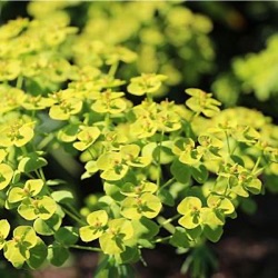 Euphorbia seguieriana subsp. niciciana