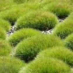 Festuca gautieri subsp. scoparia 'Pic Carlit'