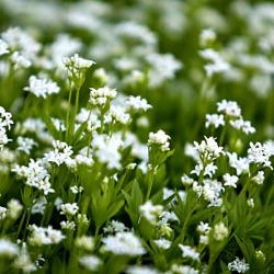 Galium odoratum (Asperula odorata)