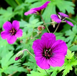 Geranium 'Anne Thomson'