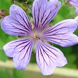 Geranium 'Philippe Vapelle'