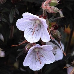 Geranium pratense 'Black n' White Army'