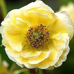 Geum 'Cocktail™ Gimlet' ®