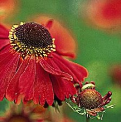 Helenium 'Moerheim Beauty'