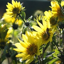 Helianthus 'Lemon Queen'