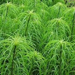 Helianthus salicifolius