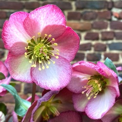Helleborus hybridus 'Elemental' (Rodney Davey Marbled Group)